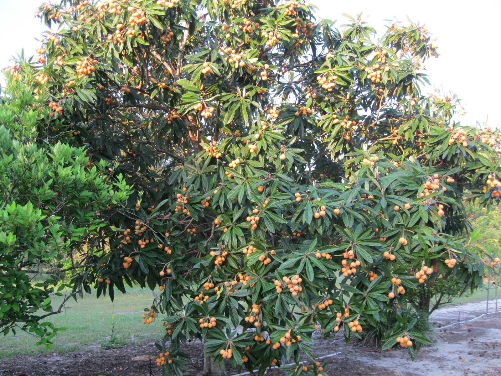 Loquat Tree