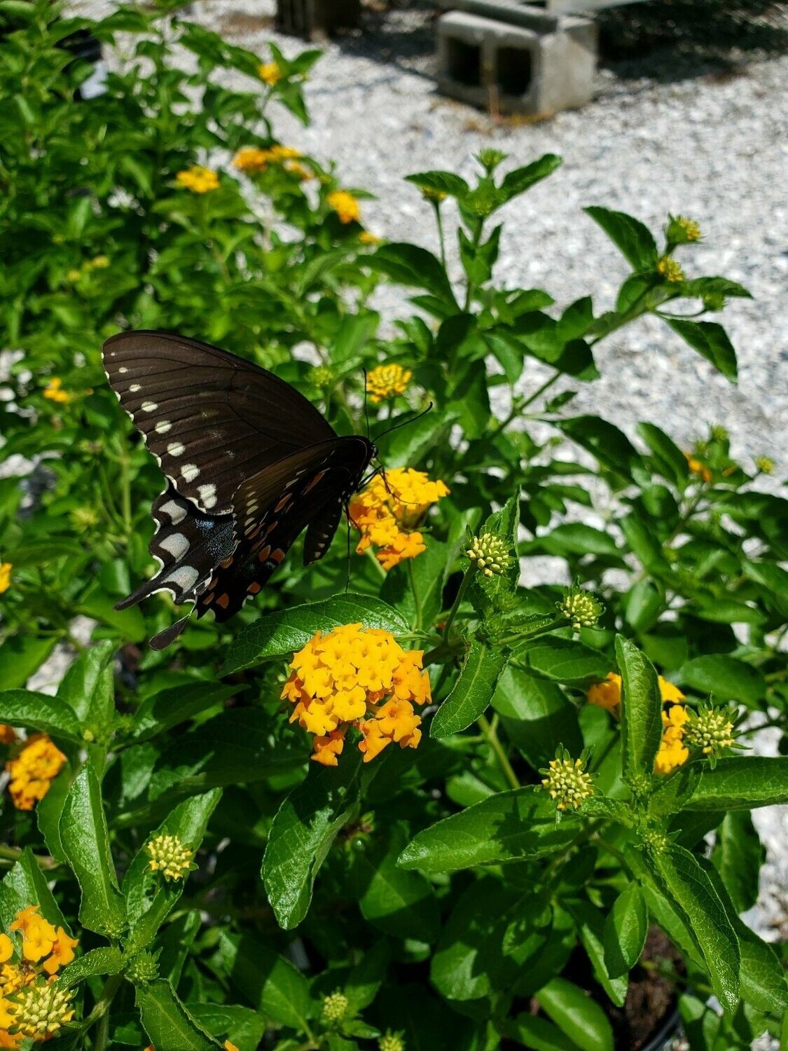 Butterfly on Pineland Lantana