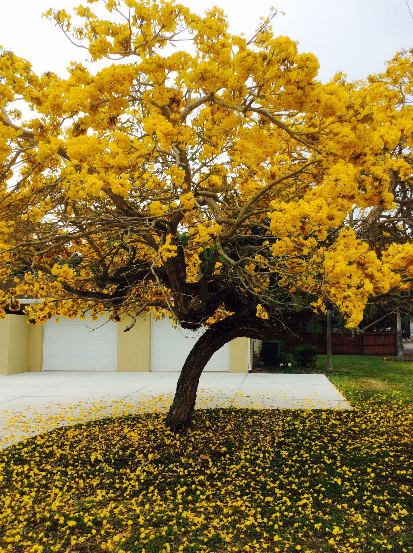 Yellow Tabebuia Tree