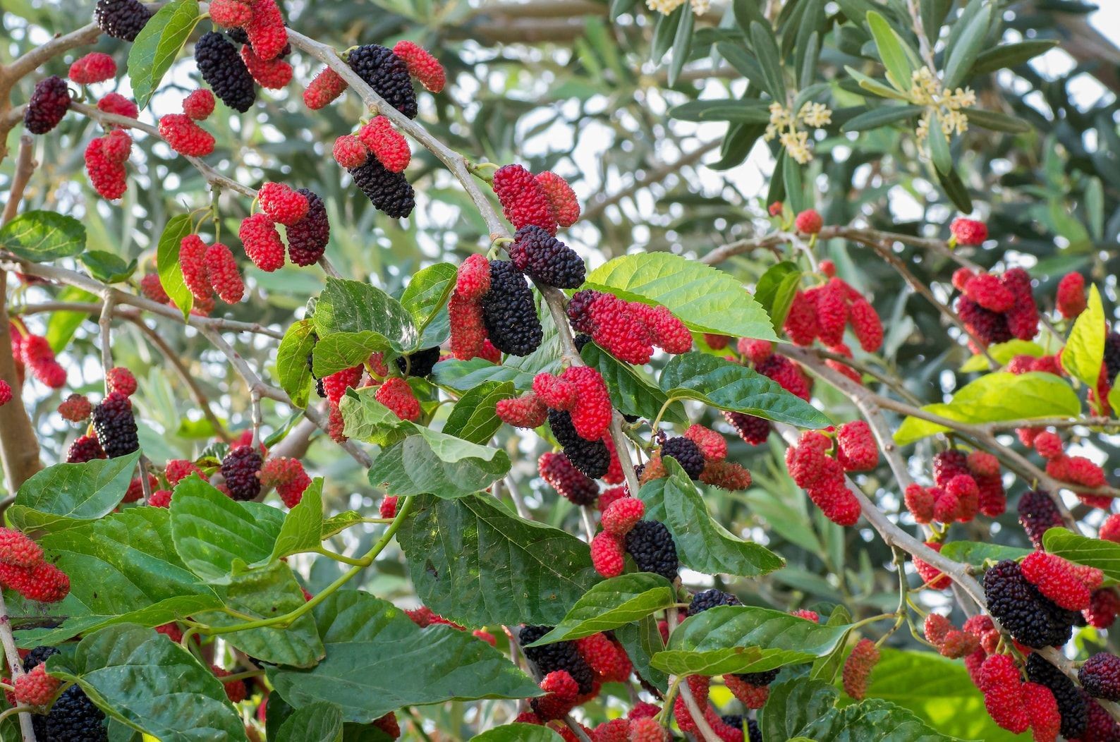 Everbearing Mulberry