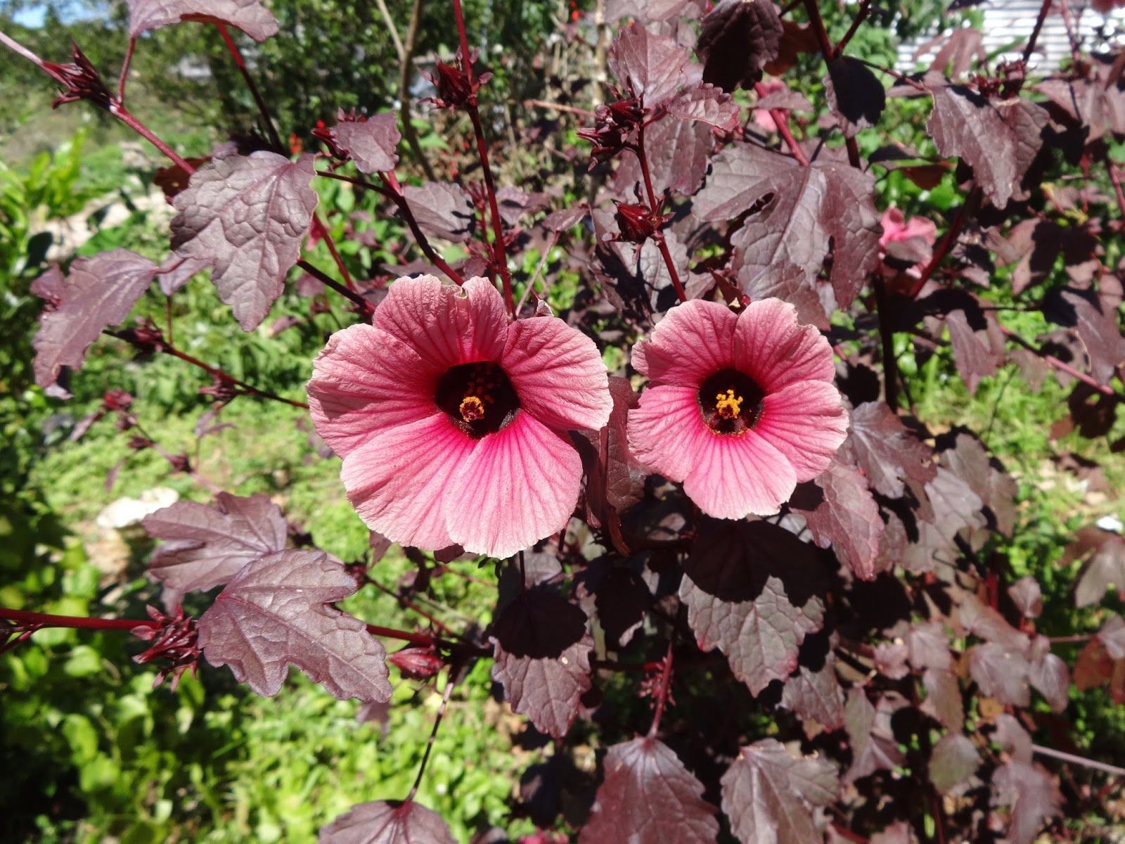 Cranberry Hibiscus