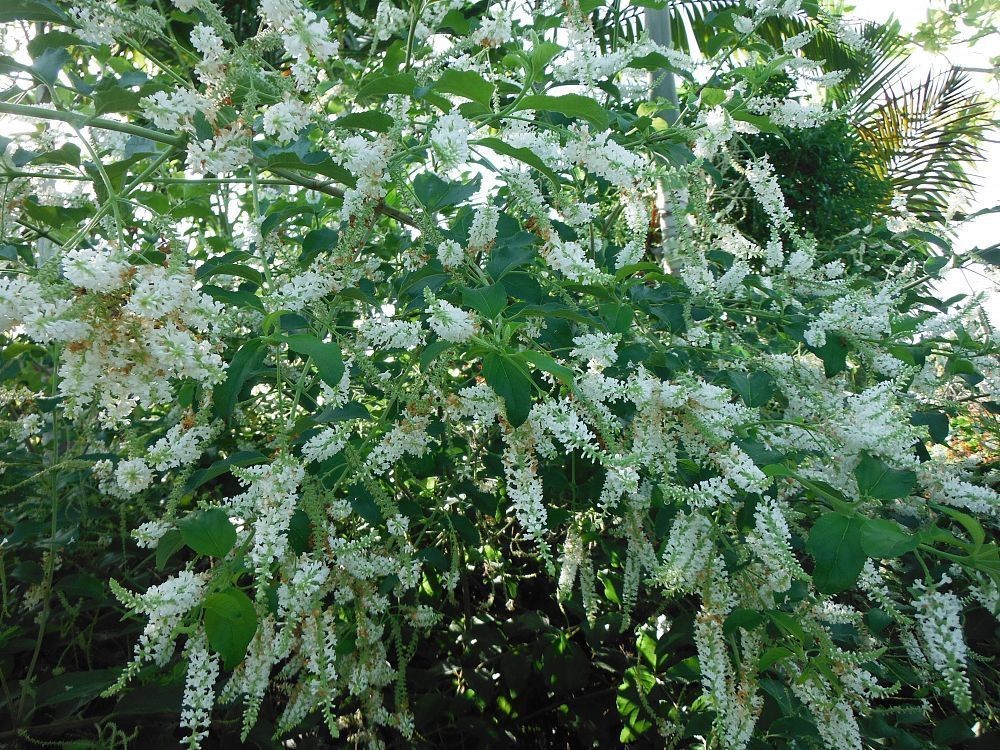 Sweet Almond Bush