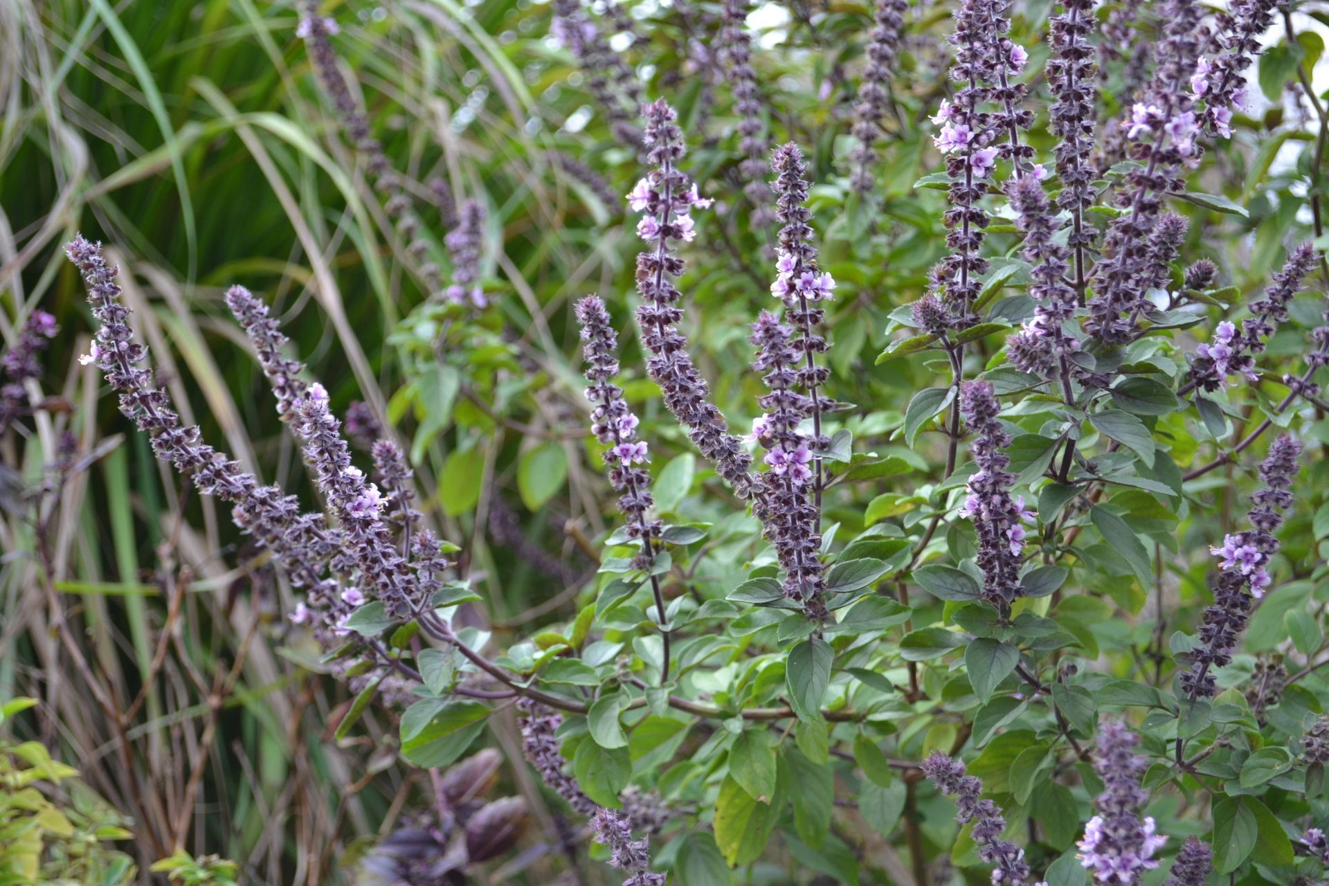 African Bush Basil