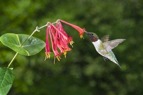 Hummingbird On Coral Honeysuckle