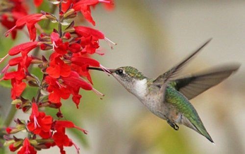 Hummingbird On Tropical Sage