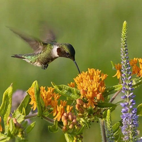 Hummingbird On Milkweed