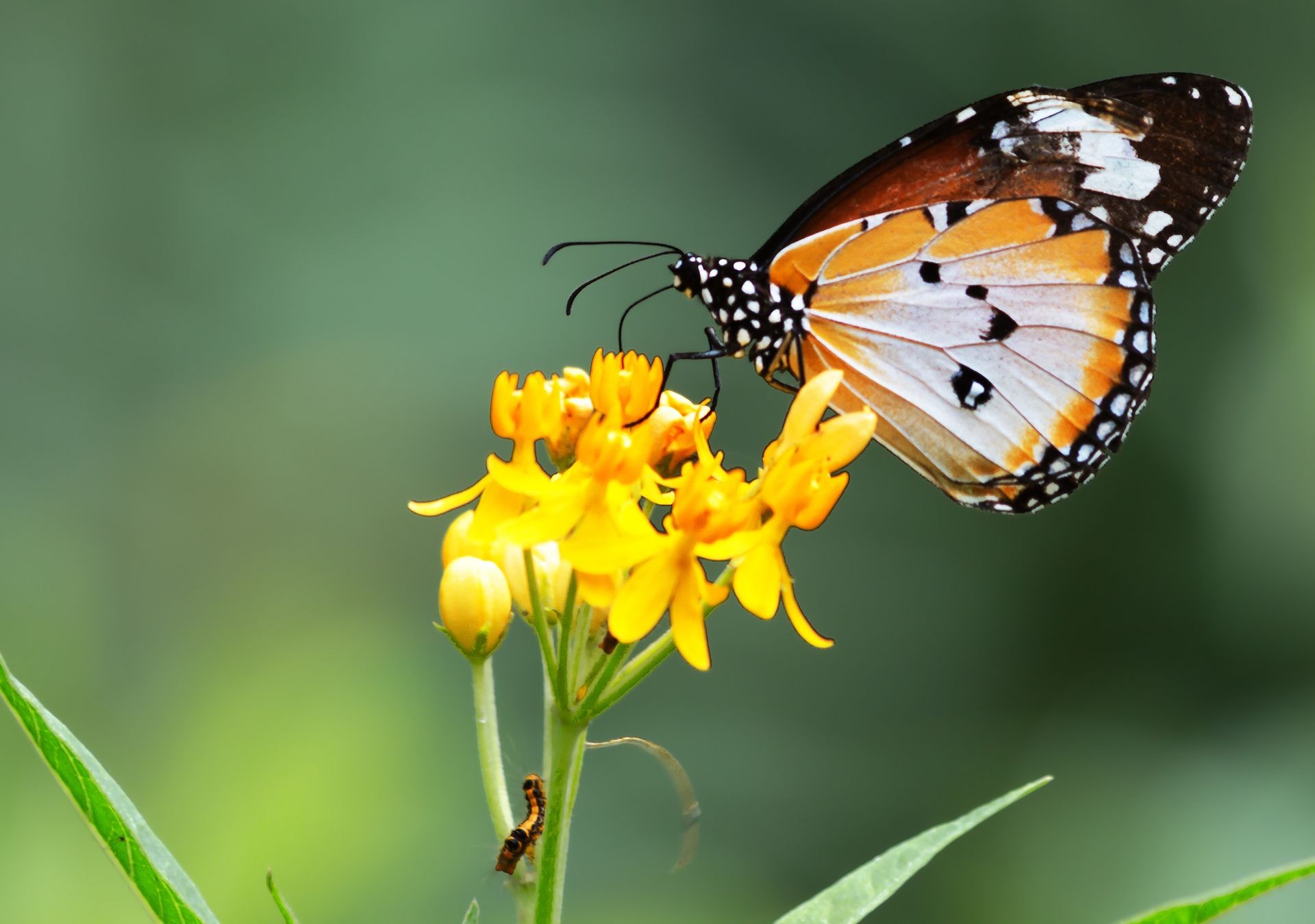 Monarch butterfly, milkweed butterfly.
 It's not a big ,bright butterfly . Found in all tropical and subtropical areas of all continents except South America.