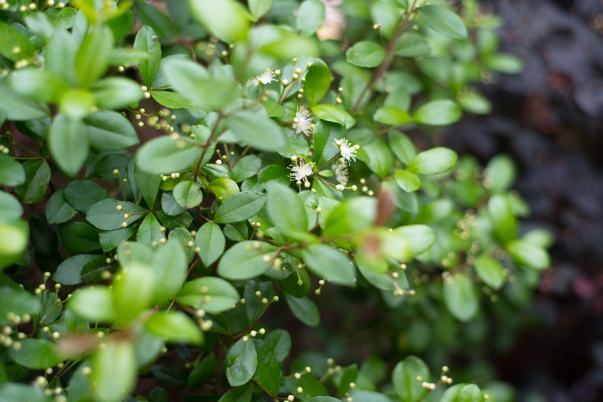 Simpson's Stopper or Twinberry Florida native blooming shrub plant wild and used for landscaping. Myrcianthes fragrans	