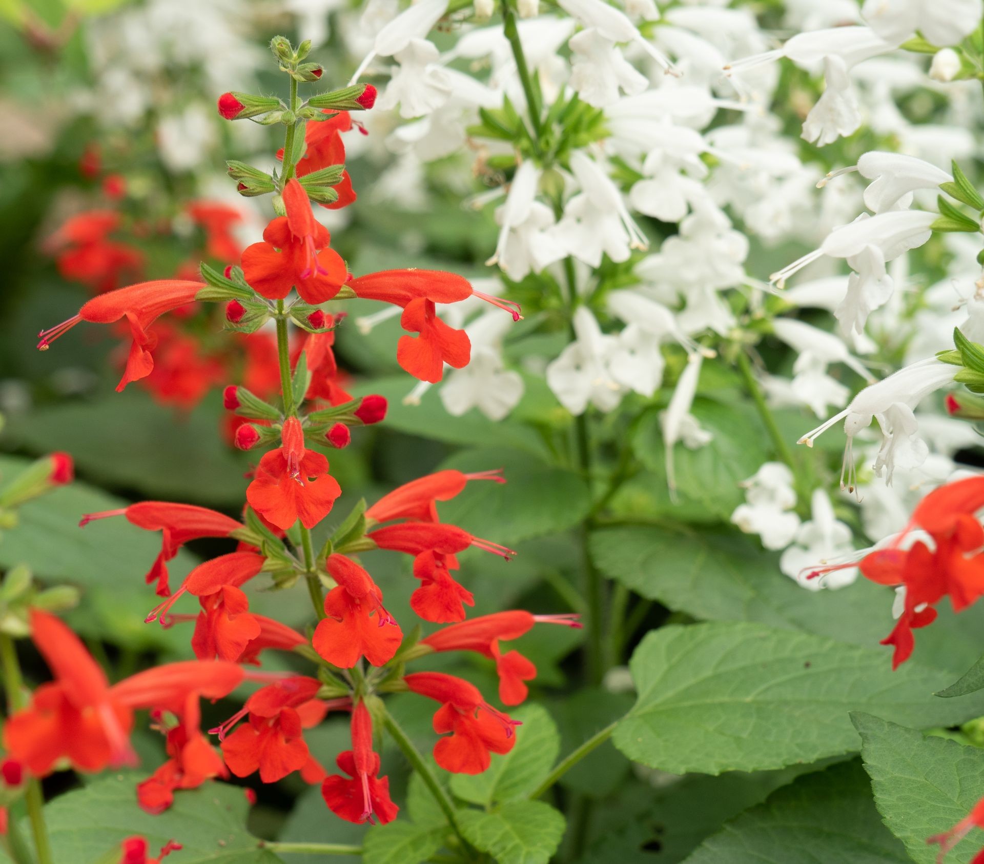 Red and white Salvia flowers in garden background. Red Salvia also known as Scarlet sage.