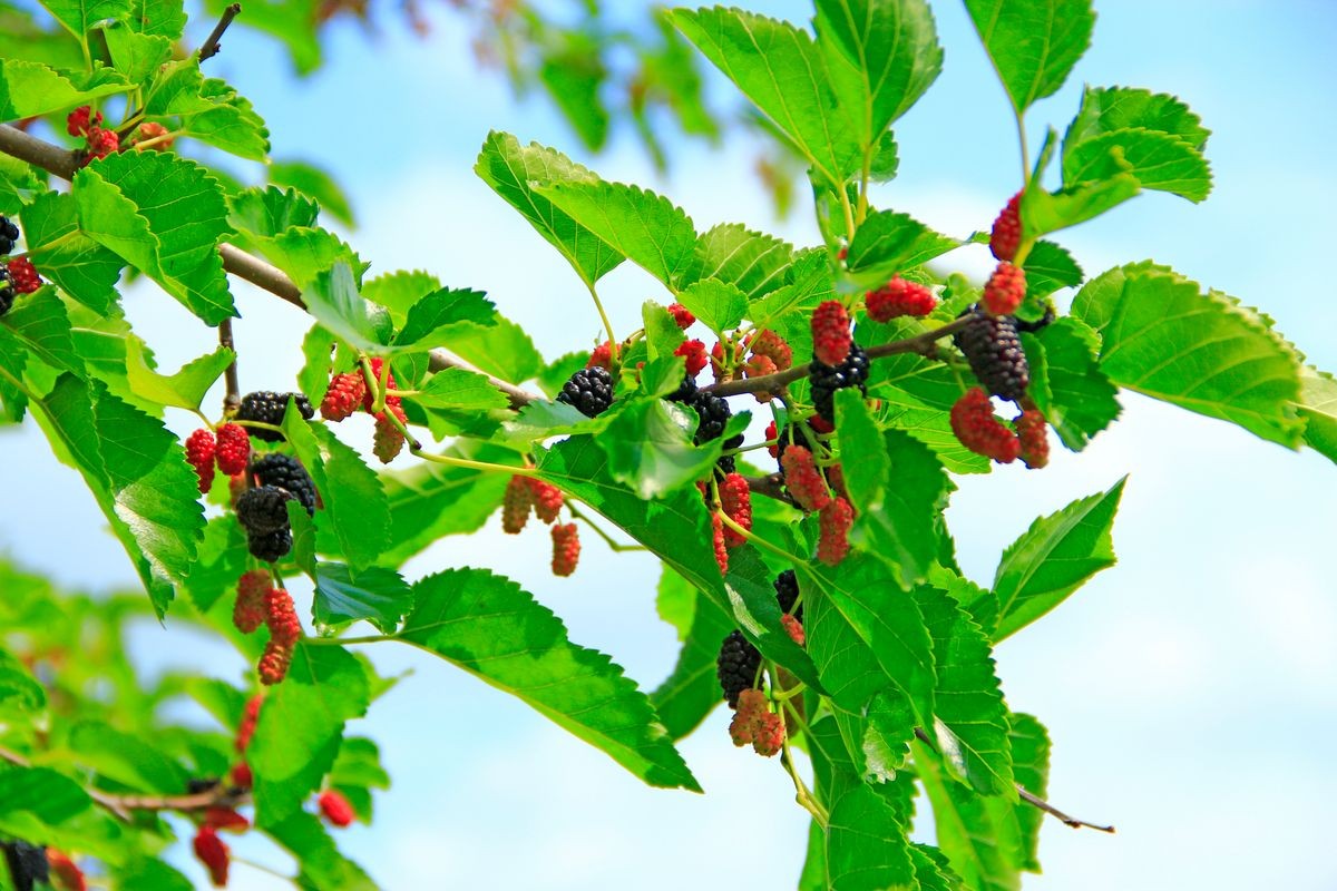 Branch of ripe mulberry. Berries on tree. Ripe mulberry hanging on tree. Crop of mulberry