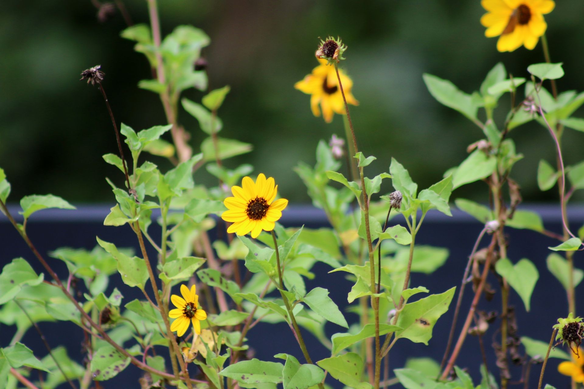 Dune sunflowers in bloom