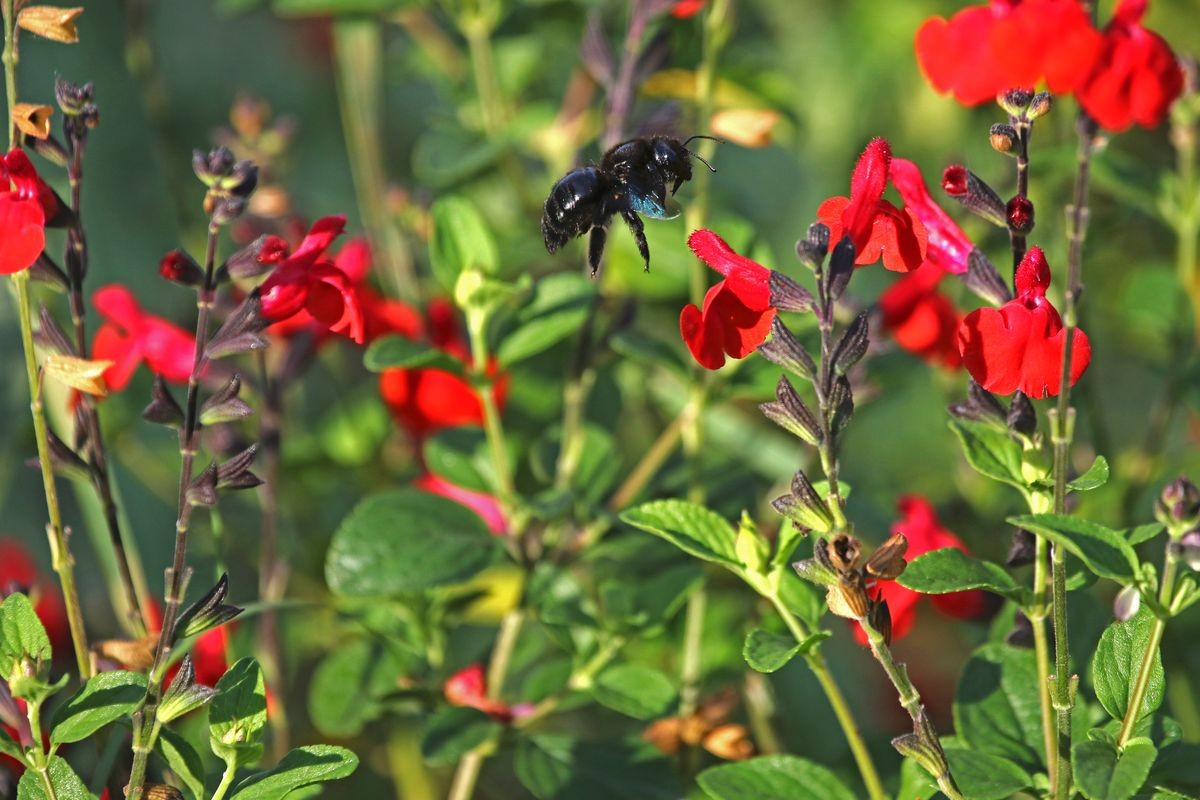 Carpenter bee Latin name xylocopa violacea in mid flight flying towards a scarlet flowering sage royal bumble or salvia x jamensis close to blooming in Italy in springtime